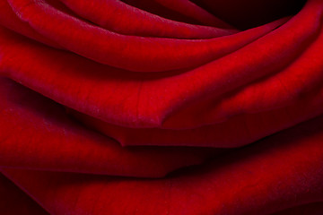 Image showing red rose