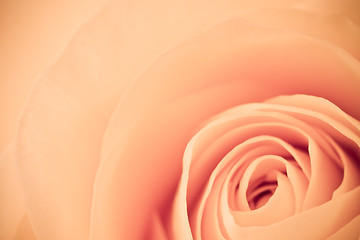 Image showing orange rose macro