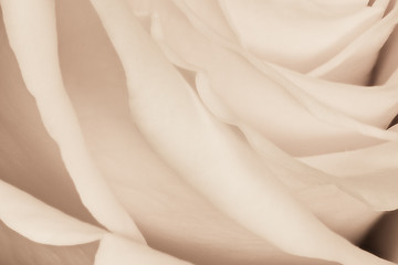 Image showing white rose close up