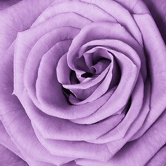 Image showing violet rose