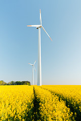 Image showing windmill  farm in the rape field