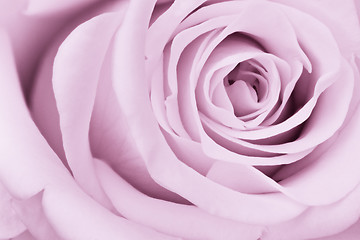 Image showing violet rose close up