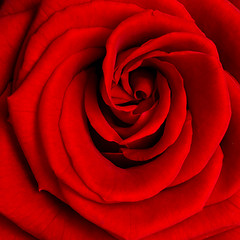 Image showing red rose