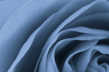 Image showing blue rose macro
