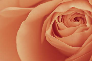 Image showing orange rose macro