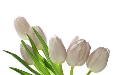 Image showing tulips