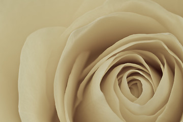 Image showing white rose macro