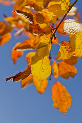 Image showing autumn foliage