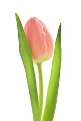 Image showing orange tulips