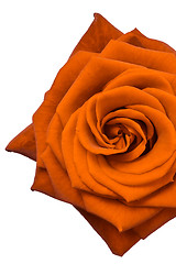 Image showing orange rose