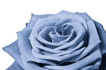 Image showing blue rose