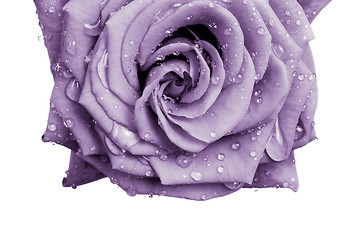 Image showing violet rose