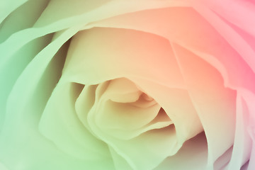 Image showing multicolor rose