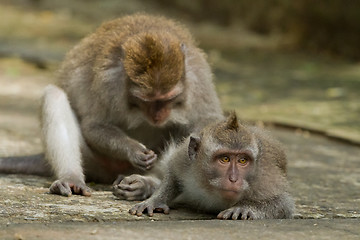 Image showing Monkey (Macaca fascicularis)