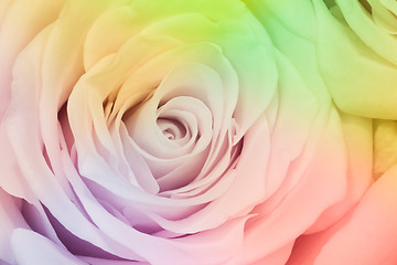 Image showing multicolor rose