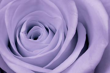 Image showing violet rose close up