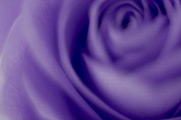 Image showing violet rose macro