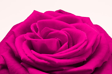 Image showing pink rose