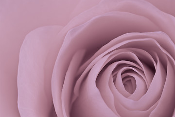 Image showing pink rose macro