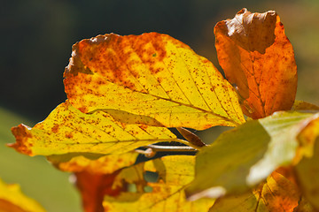 Image showing autumn foliage