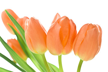 Image showing orange tulips