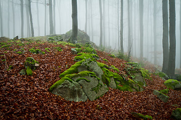 Image showing misty forest