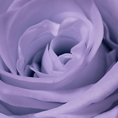 Image showing violet rose close up