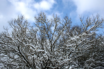 Image showing Snow-covered