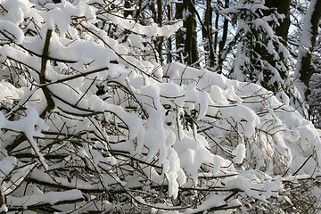 Image showing Snow-covered