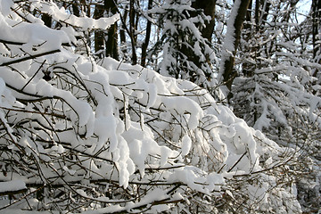 Image showing Snow-covered