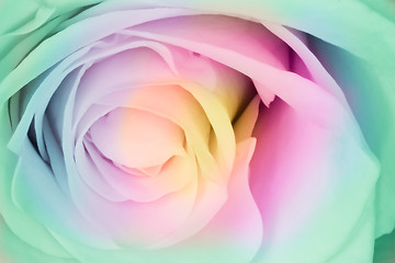 Image showing multicolor rose