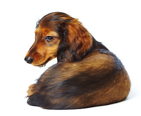 Image showing puppy dachshund