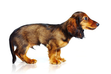 Image showing puppy dachshund