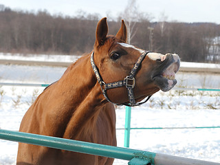 Image showing Horse in a countryside