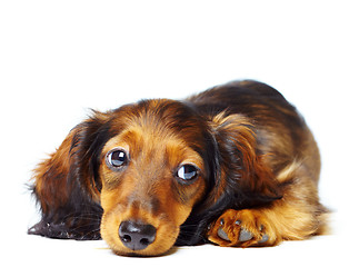 Image showing puppy dachshund