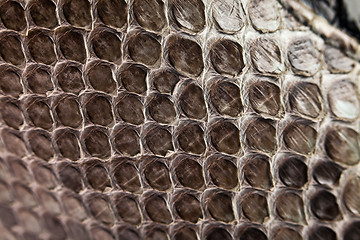 Image showing Snake leather texture