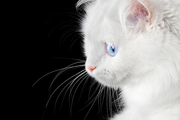 Image showing Portrait of a white cat