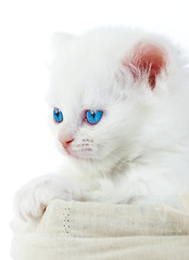 Image showing White kitten in a basket.