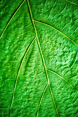 Image showing green leaf