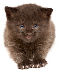 Image showing Small kitten on a white background