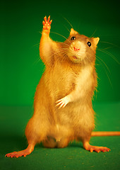 Image showing Rat on a green background