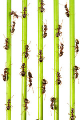 Image showing Ants