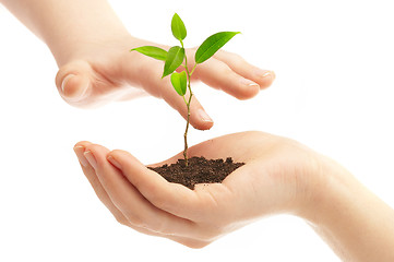 Image showing Human hands and young plant