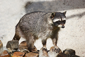 Image showing coon