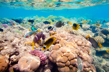 Image showing Tropical Coral Reef. Red sea