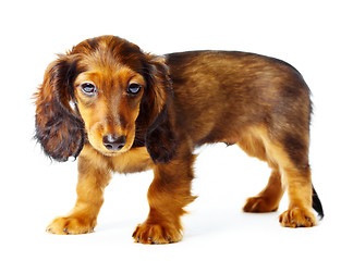 Image showing puppy dachshund