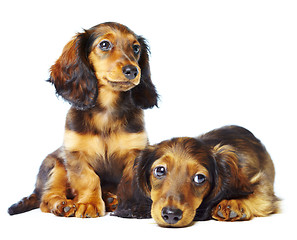 Image showing puppys dachshund