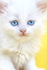 Image showing White kitten with blue eyes.