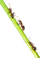 Image showing Ants