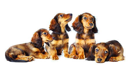 Image showing puppys  dachshund